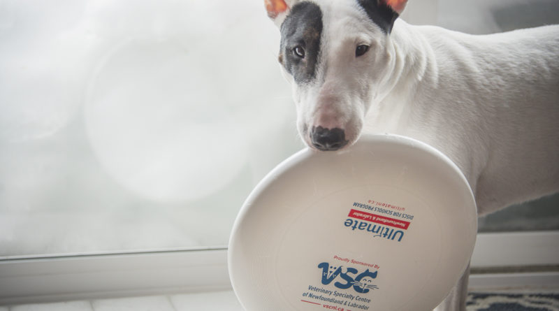 The photo shows a miniature English bulldog holding an ultimate frisbee disc in its mouth. The disc has the logos for Ultimate Newfoundland and Labrador and Veterinary Specialty Centre of Newfoundland and Labrador.